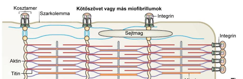 horgonyozva az ECM-hez, a gerincesekben és a gerinctelenekben egyaránt (Moerman és Williams 2006; Hudson és mtsai. 2008; Pardo és mtsai. 1983) (4. ábra). 4.