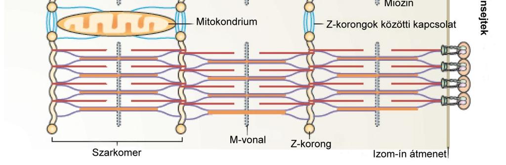 Csak a fő szarkomerikus alkotóelemek az aktin, a miozin és a Titin lettek feltüntetve.