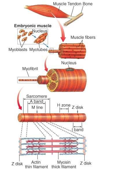Az izomszövet szövettanilag eltérı típusok: sima és harántcsíkolt, utóbbin belül vázés szívizom az összehúzódás alapvetı mechanizmusa azonos: aktin-miozin rendszer A harántcsíkolt izom vázizom: ínnal