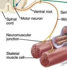 A motoros egység egy izomrosthoz egy motoneuron tartozik, de egy motoneuron több izomrostot láthat el - szinkronizált mőködés 1:1 szinaptikus kapcsolat: 1 AP - 1 rángás beidegzési arány változó: