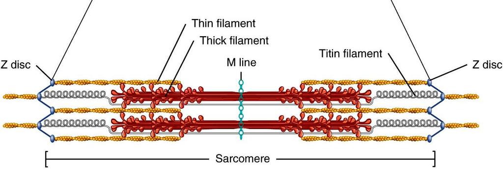 konformáció-változás, elasztikus szerkezet; vastag és vékony filamentumok összetartása Z