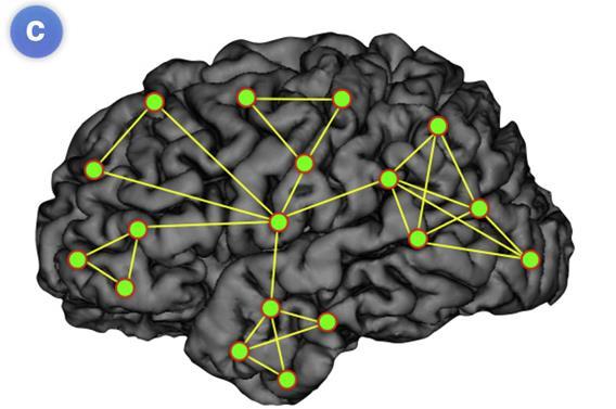 Collective dynamics of