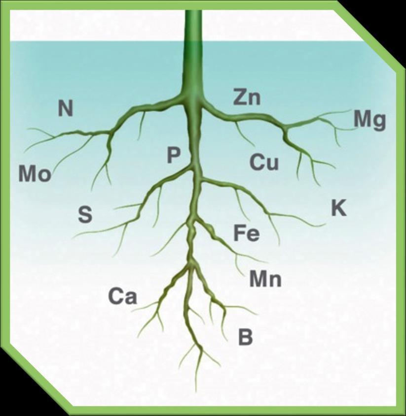 Növényi tápelemek sokirányú szerepet töltenek be a növények életfolyamataiban a csírázástól az érés bármely