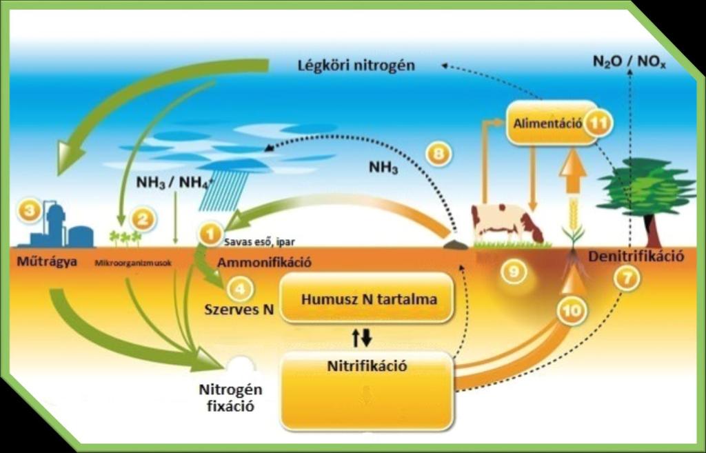 A nitrogén körforgalma A denitrifikáció tulajdonképpen anaerob légzés, amely során különböző