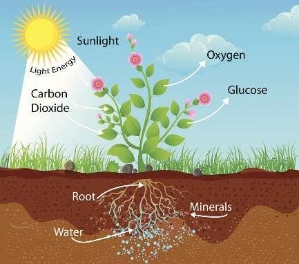 A szukcesszió folyamatában az egymásután következő társulások biológiai produkciója és biomasszája egyre nő. A földön a trópusi esőerdők biológiai produkciója és biomasszája a legnagyobb.