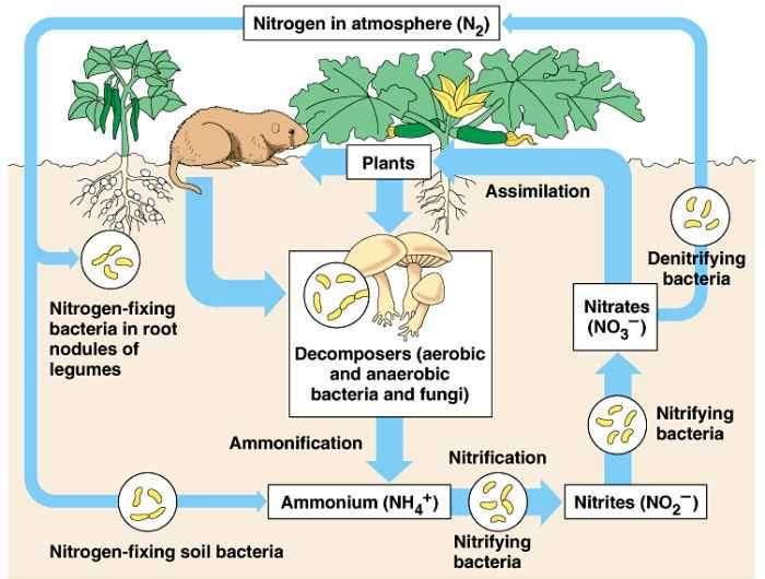 5 1 7 6 4 6 1 3 2 Nitrogénkötő baktériumok nem csak a pillangósvirágúakkal élnek szimbiózisban. Az Azospirillum nemzetség tagjai például a kukoricanövény gyökerével állnak kapcsolatban.
