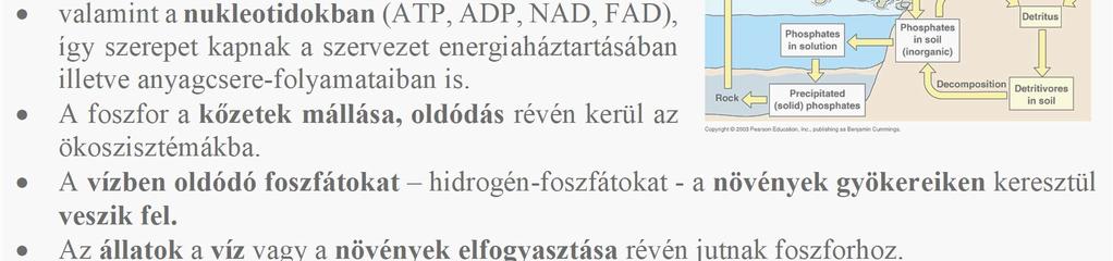 A foszfor körforgalma A foszfor biológiai jelentősége. Gerincesek vázának felépítése kalcium-foszfát formájában.