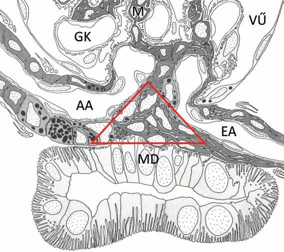 2. ábra: A juxtaglomeruláris apparátus Ebben a metszési síkban úgy tűnik, mintha az afferens arteriola (AA), az efferens arteriola (EA) és a disztális tubulus, illetve a macula densa (MD) által