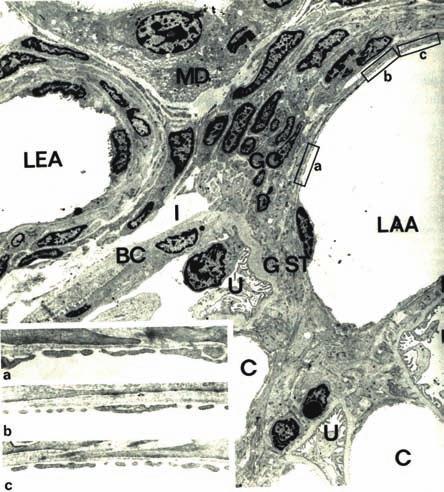 6. ábra: Patkány juxtaglomeruláris apparátus elektronmikoroszkópos képe Az afferens arteriola extraglomeruláris mezangiális sejtek felé néző endo theljének kinagyított részein (a, b, c) meglepő módon