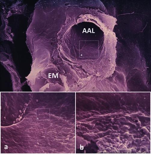 20. ábra: Patkány afferens arteriola disztális végét borító fenesztrált endothelium szke nning elektronmikroszkópos képe A kép olyan, mintha egy glo merulus kapilláris endotheljéről készült volna.