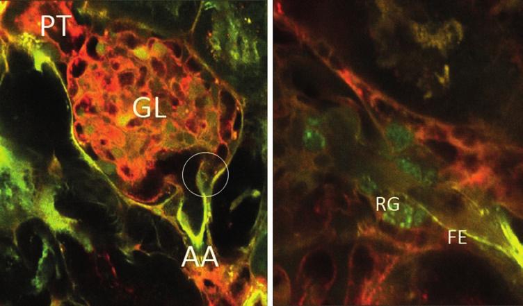 23. ábra: Az afferens arteriola (AA) és a glomerulus (GL) multifoton lézermikroszkópos képe élő állatban Az arteriola endotheliuma (sárga) élesen kirajzolódik.