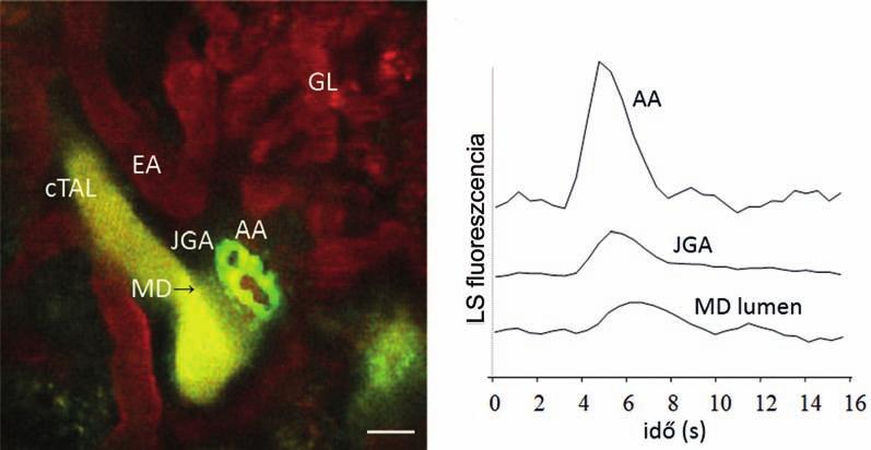 29. ábra: JGA és disztális tubulus közötti folyadékmozgás kimutatása multifoton lézer mikroszkópiás módszerrel A juxtaglomeruláris apparátus (JGA) interstíciumában, a macula densa (MD) területén és a