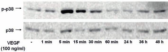 32. ábra: A VEGF hatása a p38 MAP kináz aktivációjára A Western blot módszerrel készült képen látható, hogy a VEGF rövid időn belül aktiválja a p38 MAP kináz útvonalat.