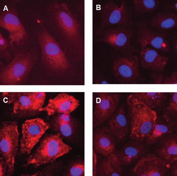 39. ábra: A retinsav hatása a VEGF által fokozott PV-1 expresszióra Az immunfluoreszcens mikroszkópiával készült képeken a HUVEC sejteket PV-1 fehérjére jelöltük (piros).