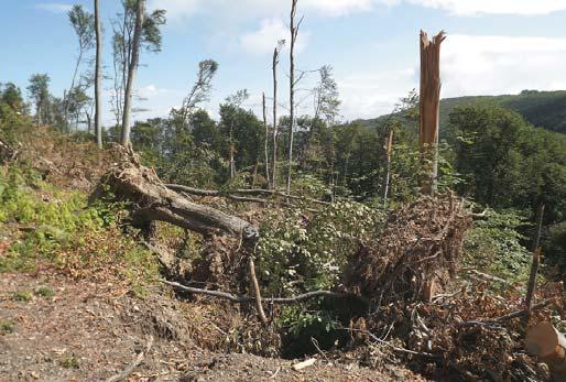 Összesen 77 település határában, 3502 hektár érintett területen 31 686 m 3 faanyag károsodott.