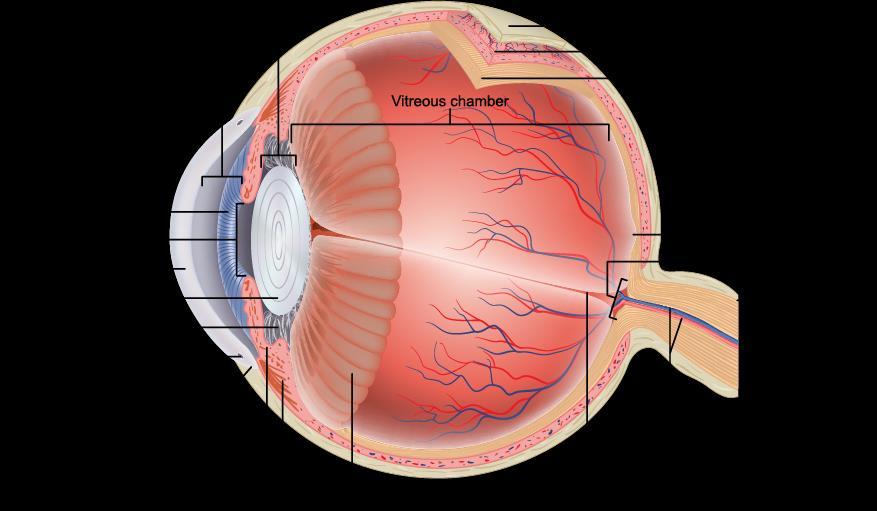 1. ábra A szem felépítése (cornea=szaruhártya, lens=lencse, pupil=pupilla, anterior chamber=elülső csarnokzug, sclera=ínhártya, choroid=érhártya, fovea centralis=legélesebb látás helye, optic