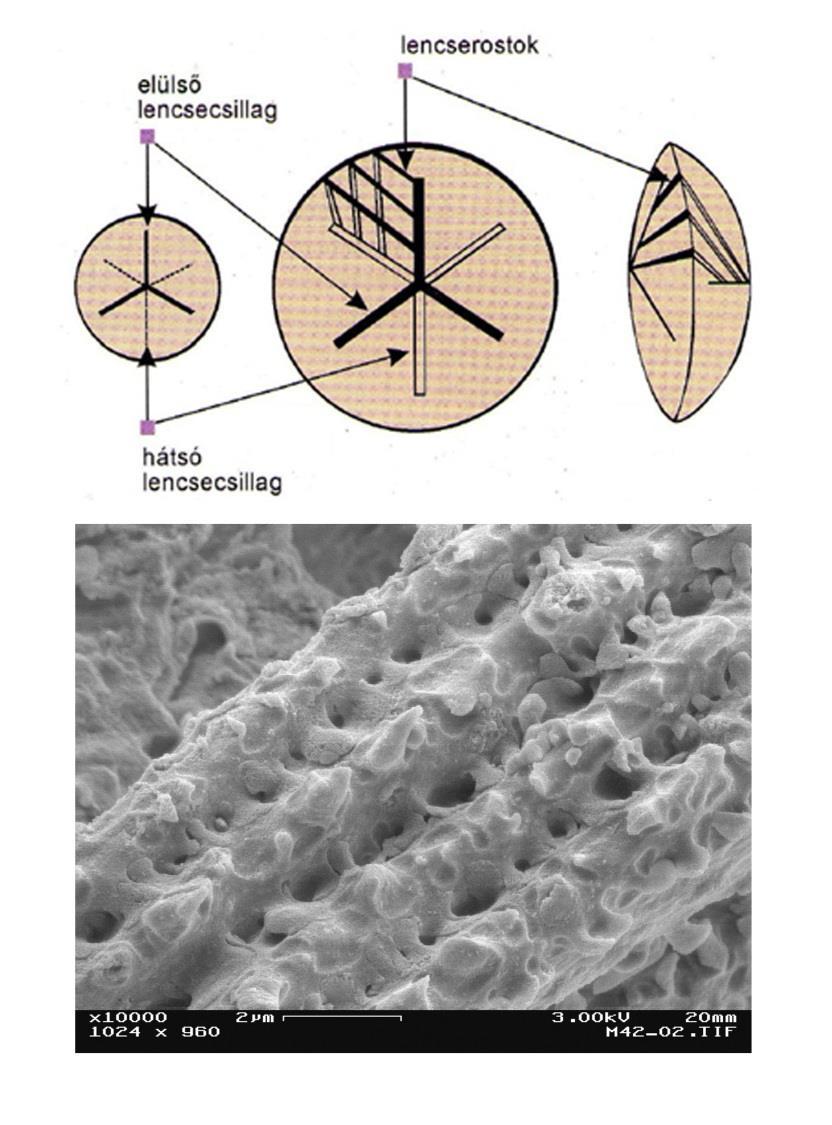 5. ábra A lencse mikroszkopikus szerkezete (sematikus ábra és mikroszkópos kép) [3, 31] A lencse optikai törőképességét a krisztallinok határozzák meg, amelyek rendkívül stabil, az egész élet