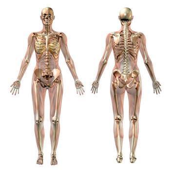 A tartó és mozgatórendszer Emberi test csontok, ízületek, izmok Alsó végtagok, törzs, felső végtagok, fej
