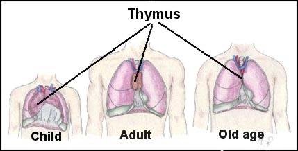 Thymus involúció