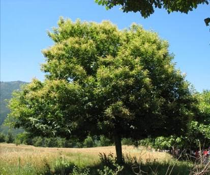 Tilia cordata Castanea sativa Szelídgesztenye (virágzat, termés, őszi lombszín, szép alak) A szelídgesztenye széles, terebélyes koronát alkot, különlegesen szép, hosszú, fogazott