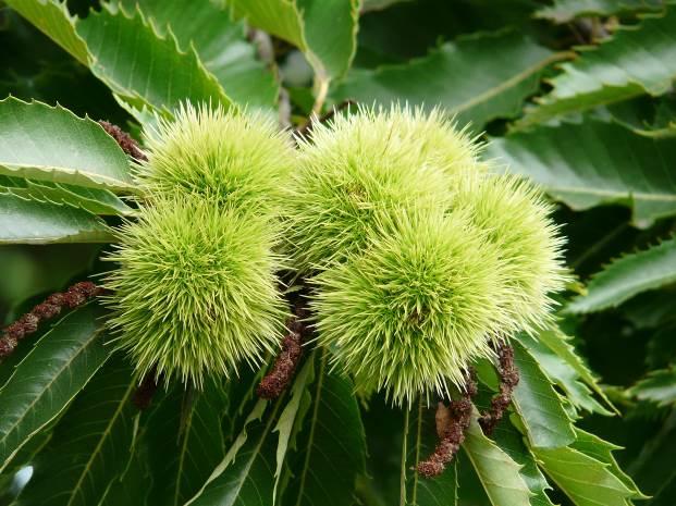 Castanea sativa Magasabb légvezeték alá ültethető, közepes méretű fák: Gleditsia triacanthos Sunburst vagy Shademaster