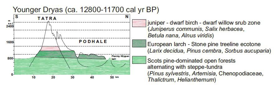 Ezzel egyidejűleg az erdőhatár ökoton magassági kiterjedése növekedett, és nem utolsósorban jelentős változás következhetett be a Krummholz zóna magassági kiterjedésében és fajösszetételében is, mely