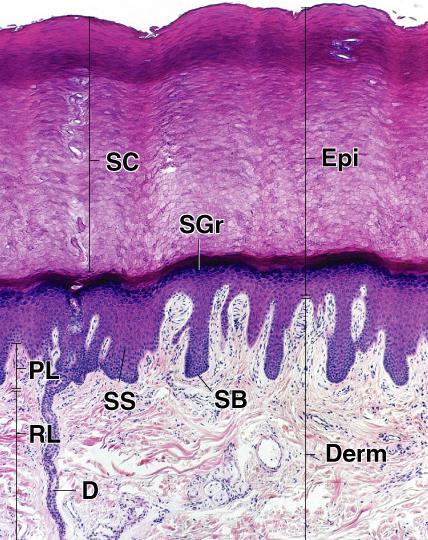 PL: stratum papillare, RL: stratum reticulare, D: ductus