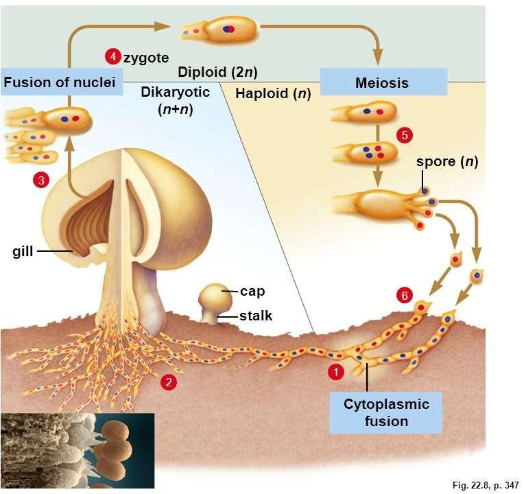 A másodlagos micéliumon a termőtestek fejlődése külső (környezeti) és belső (hormonális) tényezők hatására kezdődik meg. A termőréteg bazídiumai a magpáros hifák végsejtjéből jönnek létre.