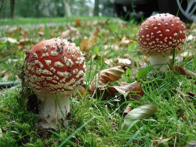 b) Érzékcsalódásokat okozó mérgezések. Több olyan gomba van, amelyet már ősidők óta fogyasztottak azért, hogy kellemes érzékcsalódások, hallucinációk jelentkezzenek. A légyölő galócát pl.