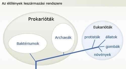 állatok, többsejtű növények. Az eukarióta sejtek kb. 1,5-2 milliárd évvel ezelőtt jöttek létre. Kialakulásukat ma az ún.