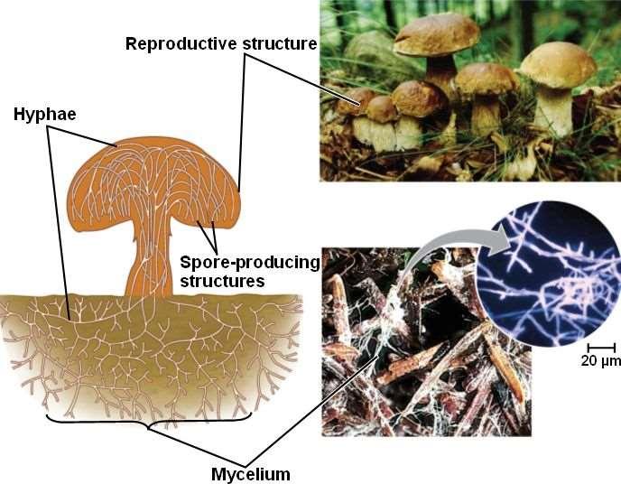 Értelmezze a teleptestes szerveződést a kalapos gombák példáján. Tudja, hogy a gombák spórákkal szaporodnak.