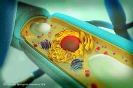 Sejtfelépítés Az egyszerűbb felépítésű, ősi egysejtű fajoknál a sejt csupasz, azaz sejtfal nincs, a fejlettebbeknél a sejtet sejtfal veszi körül, amelynek anyaga kitin.