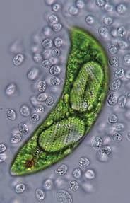Az amőbák állábaik segítségével csúszkálnak a vizek aljzatán. Az állábakat a sejt bármely részén ki tudják fejleszteni, ezért testük alakja folytonosan változik. Más egysejtűekkel (pl.