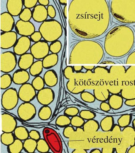 zsírszövet gömbölyű sejtjeit a rostok kis csoportokba