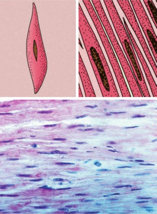 Izomszövet izomsejtekből vagy sokmagvú izomrostokból áll sejtközötti állományuk erekben gazdag sejtplazmájukban hosszanti izomfonalak húzódnak ezek képesek