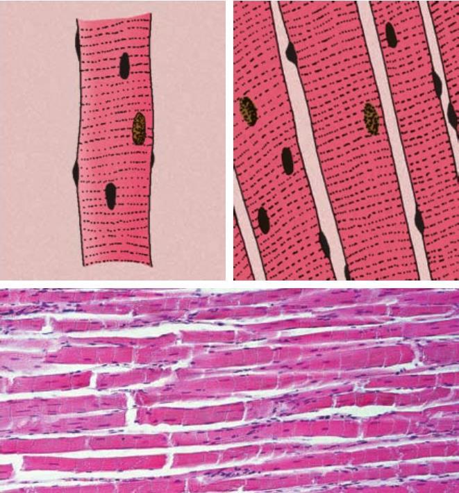 harántcsíkolt izomszövet (vázizom) - mikroszkópos képén csíkozottság figyelhető meg - izomrostjai