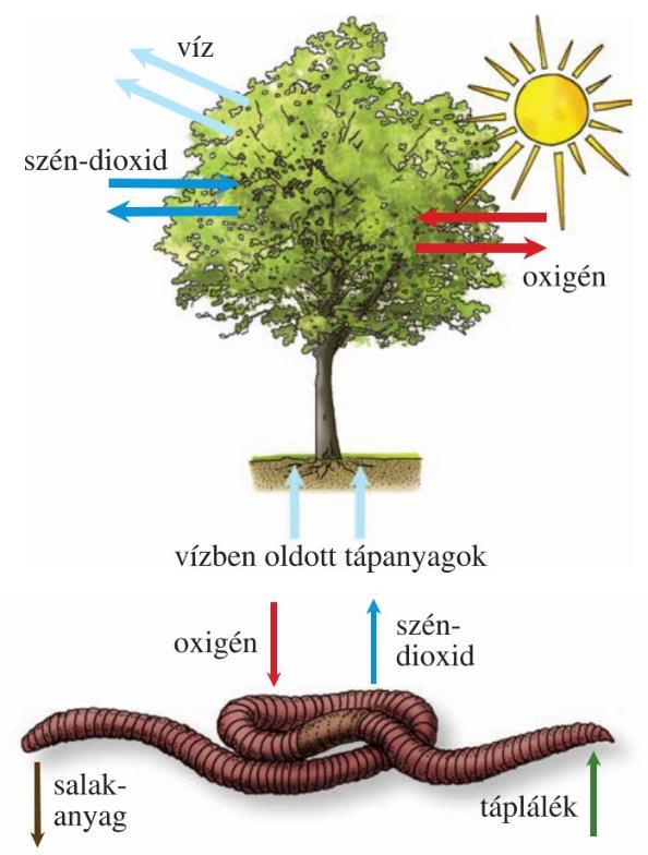 fejlődés ingerlékenység szabályozás fajfenntartó