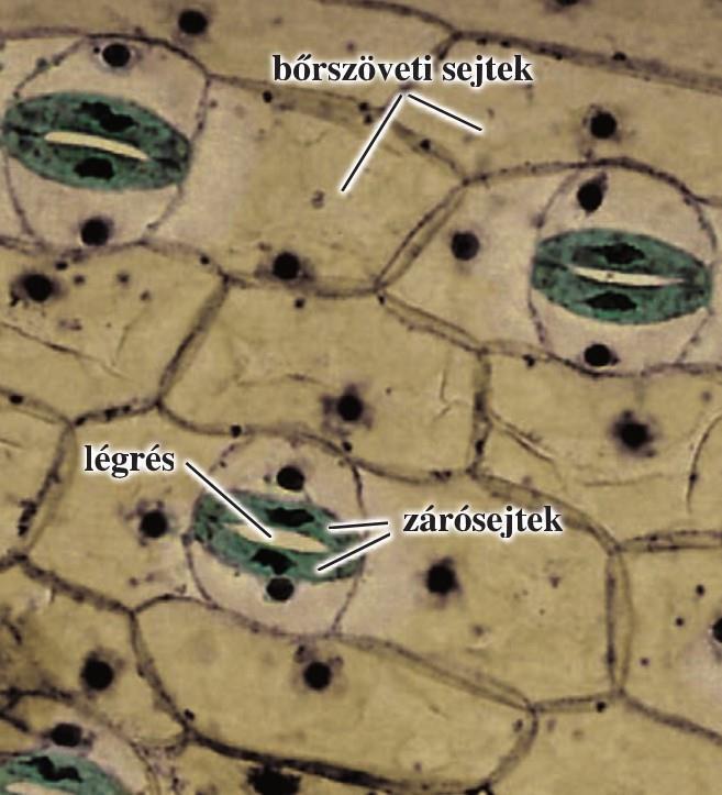 Bőrszövet lapos sejtjei szorosan illeszkednek egy rétegben fedik a növény szerveit nincs bennük zöld színtest sérülésektől és kiszáradástól