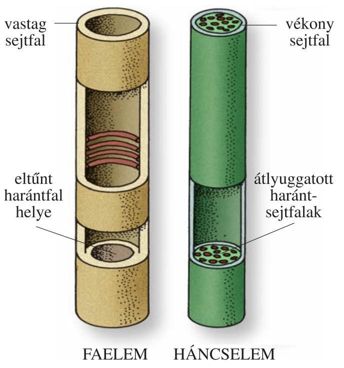 Szállítószövet megnyúlt sejtjei vastag falúak csoportokban helyezkednek el az egymás feletti sejtek csöveket hoznak létre a szállítószöveteket fa- és háncsrészre osztjuk a farész harántfalai gyakran