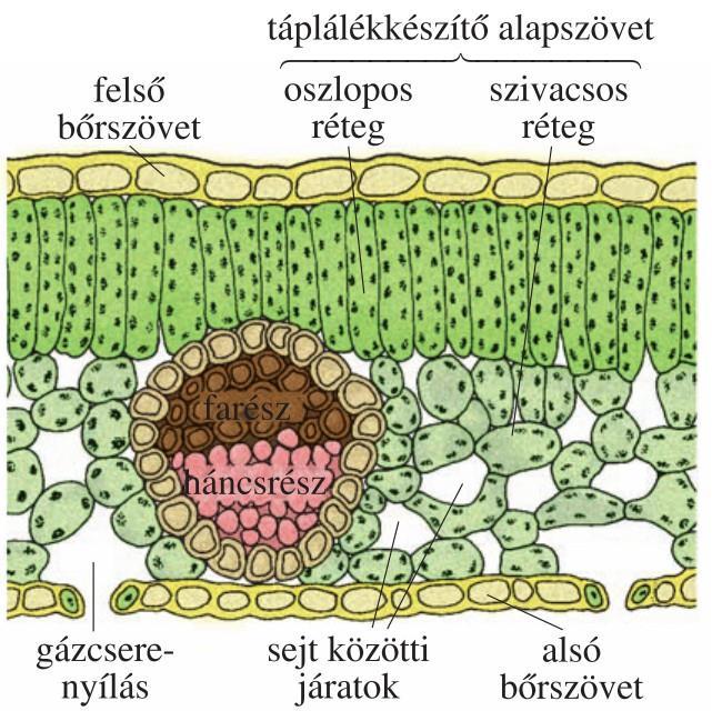 Az anyagok átalakítása A levél táplálékkészítő alapszövetében