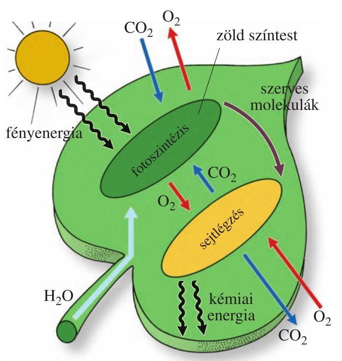 szőlőcukor képződik. Ez a fotoszintézis.