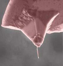 a "nanovilág" léptéke: 1 nanométer AFM