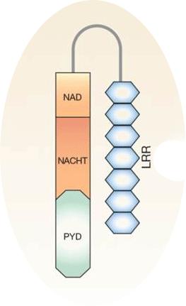 A fagociták legfontosabb NOD-like receptora a NALP3 NALP3= NLRP3 = cryopyrin Baktériumok és kristályok felismerése Urátkristály köszvény, koleszterinkristály atherosclerosis szigetsejt polipeptid