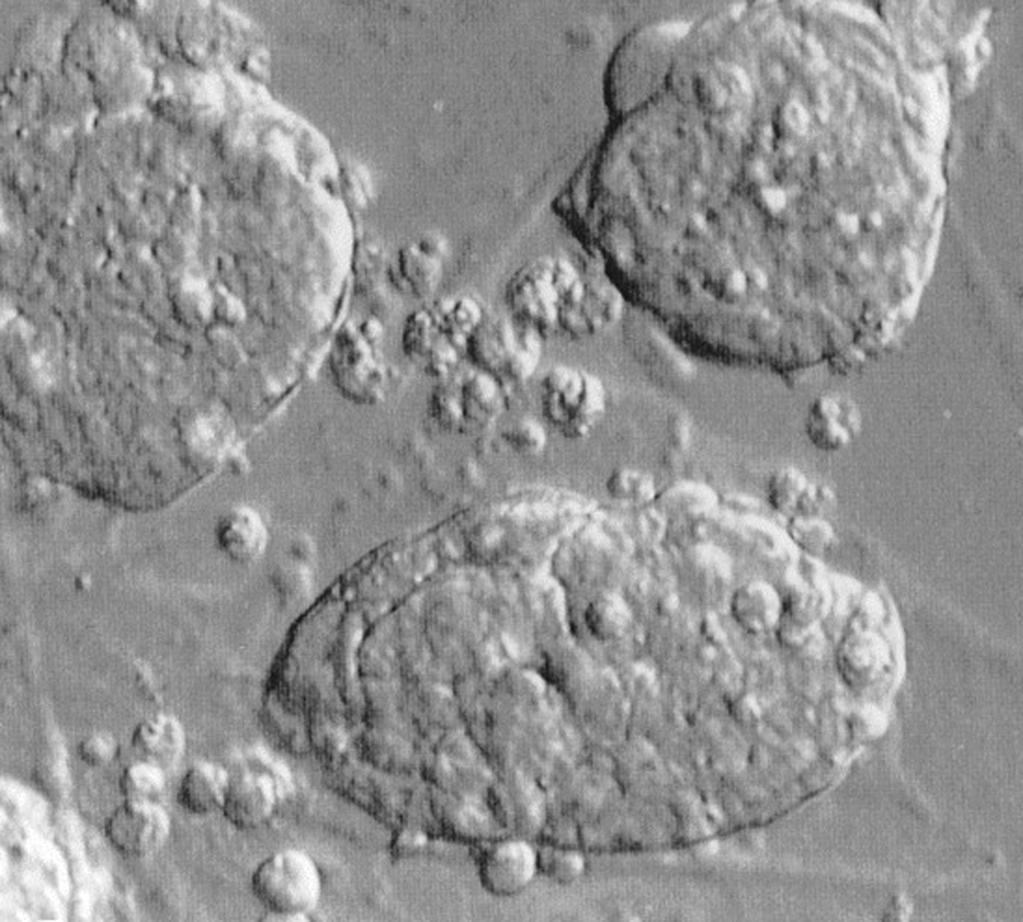 Gócza Elen Embrionális õssejtek és õssejt-vonalak tották, hogy az ES sejtek nem pluripo tensnek, hanem totipotenseknek tekinthe tõk.