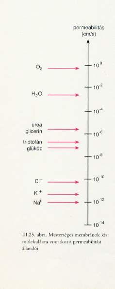 Permeábilitás / cm s 1 o Méret és diffúziós együttható vízben 25 C -on.
