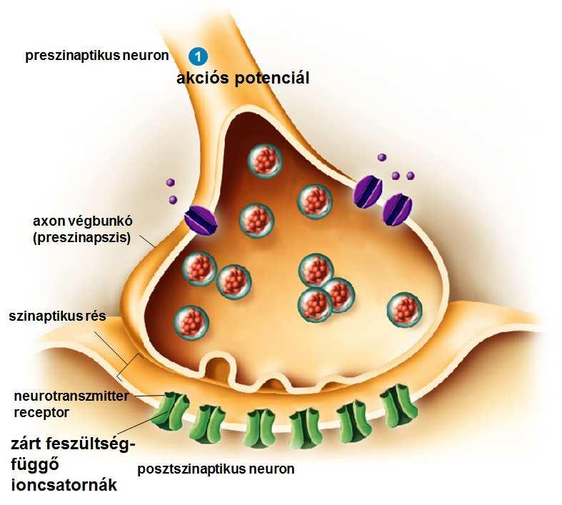 A szinaptikus