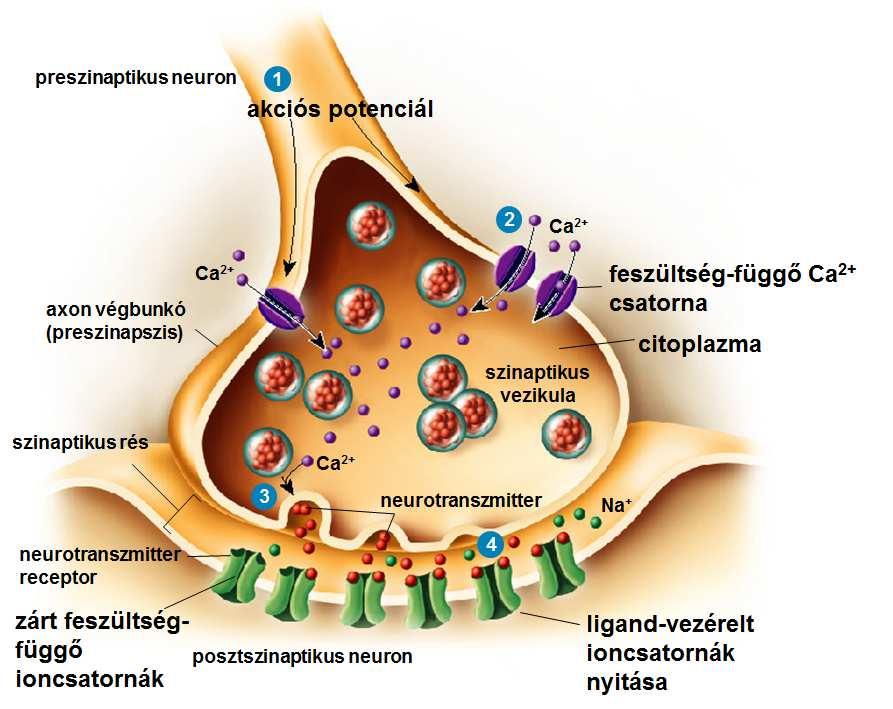 A szinaptikus
