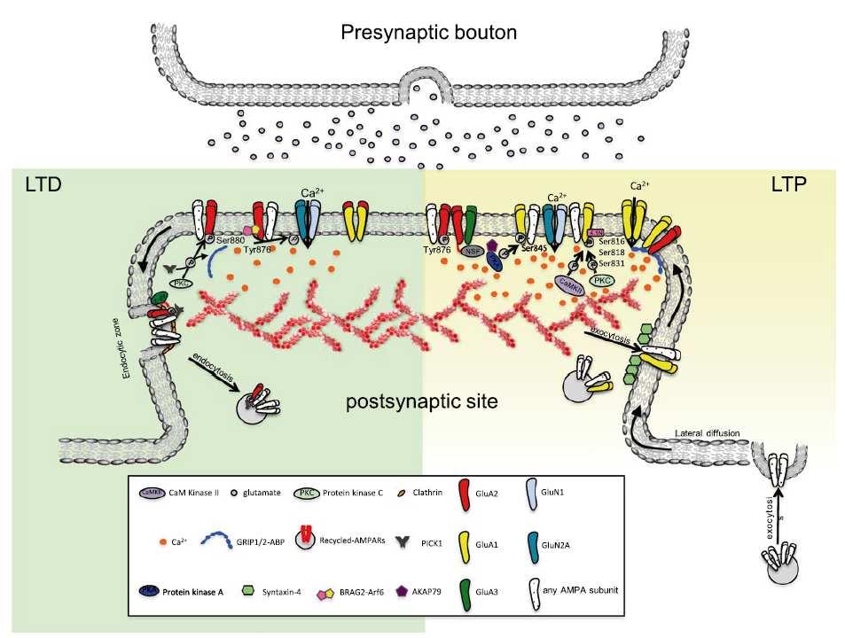 szinaptikus hatékonyság nő: transzmitter receptorok mennyisége nő posztszinapszis