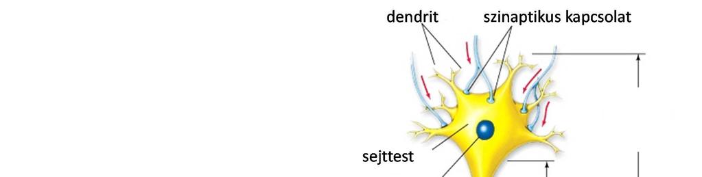 Az idegsejtek alapvető működése