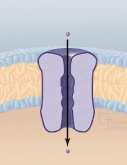Ionok átjutása a sejtmembránon keresztül